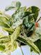 Epipremnum aureum 'Marble Queen', 023 foto 2