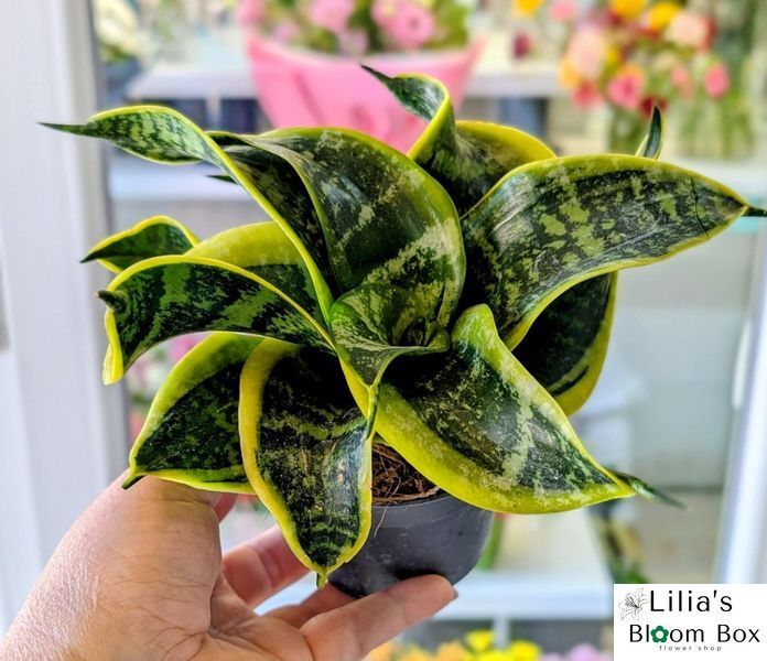 Sansevieria hahnii 'Curly' 171 foto
