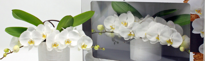 Banner from design