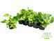 Epipremnum aureum 'Marble Queen', 023 foto 1