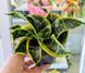 Sansevieria hahnii 'Curly' 171 foto 2