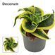 Sansevieria hahnii 'Curly' 171 foto 1