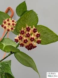 Хойя полиневра 194 фото