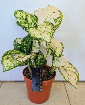 Aglaonema 'Variegata Pearl' 172 foto