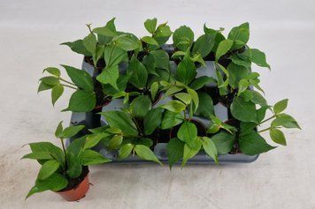 Hoya Polyneura 194 foto