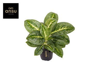 Aglaonema 'Lemon Mint' 051 foto