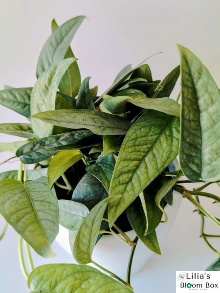 Epipremnum pinnatum 'Cebu Blue' 037 foto