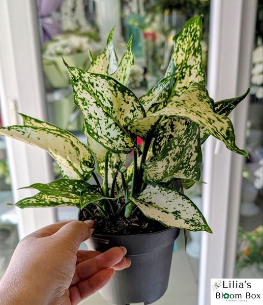 Аглаонема Вайт Даймонд (Aglaonema 'White Diamond') 172 фото