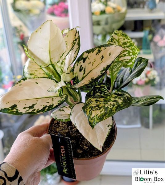 Aglaonema 'Variegata Pearl' 172 foto
