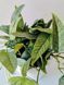 Epipremnum pinnatum 'Cebu Blue' 037 foto 2