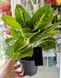 Aglaonema 'Lemon Mint' 051 foto 2