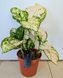 Aglaonema 'Variegata Pearl' 172 foto 1