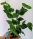 Хойя полиневра 194 фото 2
