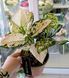 Aglaonema 'Variegata Pearl' 172 foto 2