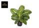 Aglaonema 'Lemon Mint' 051 foto 1