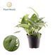 Epipremnum pinnatum 'Cebu Blue' 037 foto 1