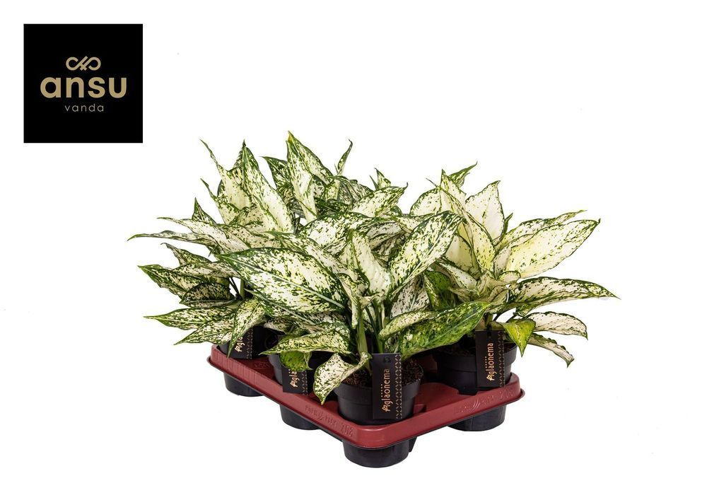Аглаонема Вайт Киви (Aglaonema 'White Kiwi') 072 фото