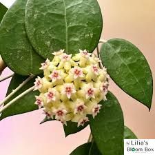 Hoya verticillata 'Black Margin'  195 foto