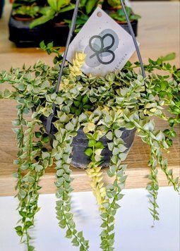 Dischidia ruscifolia 'Variegata' 173 foto