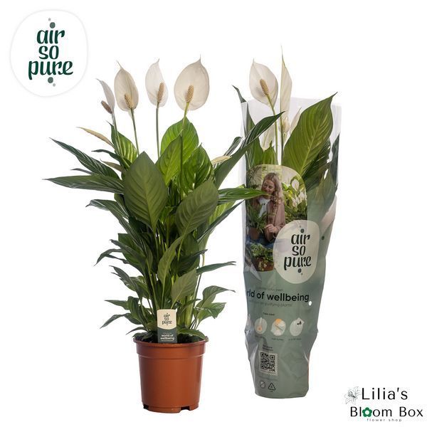 Spathiphyllum 'Vivaldi' 024 foto