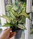 Aglaonema 'White Kiwi' 072 foto 2