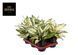 Aglaonema 'White Kiwi' 072 foto 1