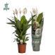 Spathiphyllum 'Vivaldi' 024 foto 2