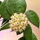 Hoya verticillata 'Black Margin'  195 foto 3
