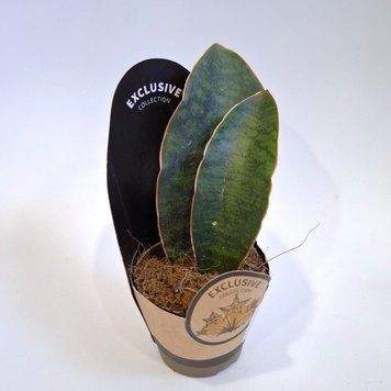 Sansevieria masoniana  174 foto