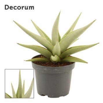 Sansevieria 'Silver Steel' 174 foto