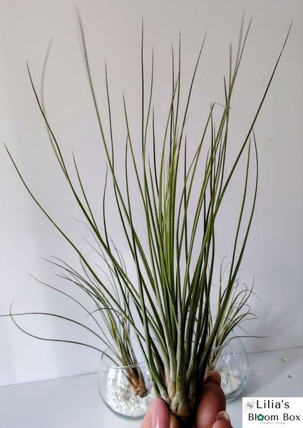 Тилландсия юнцевая (Tillandsia juncea) &mdash; Травянистое атмосферное чудо 011 фото