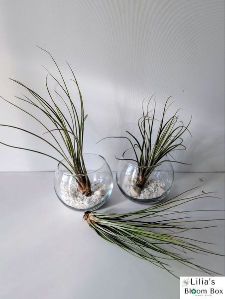 Тилландсия юнцевая (Tillandsia juncea) &mdash; Травянистое атмосферное чудо 011 фото