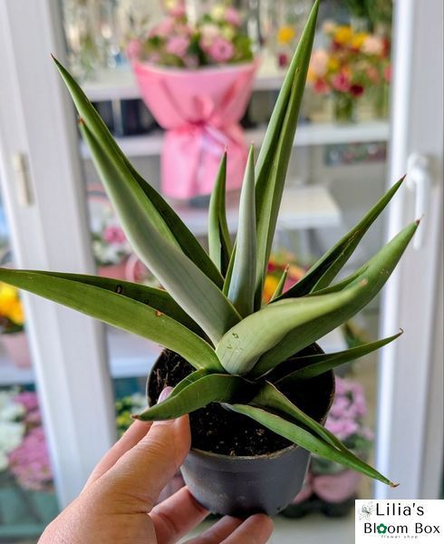 Sansevieria 'Silver Steel' 174 foto