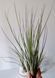 Тилландсия юнцевая (Tillandsia juncea) &mdash; Травянистое атмосферное чудо 011 фото 3