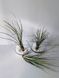 Тилландсия юнцевая (Tillandsia juncea) &mdash; Травянистое атмосферное чудо 011 фото 4