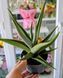 Sansevieria 'Silver Steel' 174 foto 2