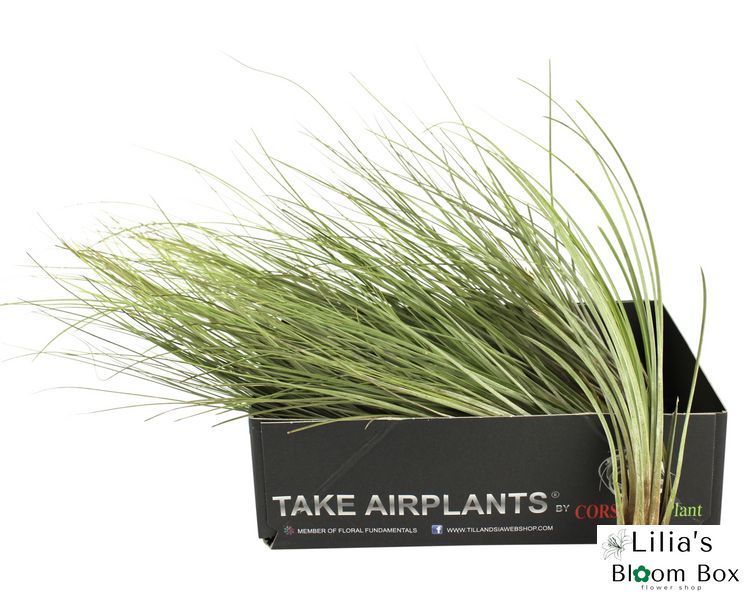 Тилландсия юнцевая (Tillandsia juncea) &mdash; Травянистое атмосферное чудо 011 фото