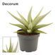 Sansevieria 'Silver Steel' 174 foto 1