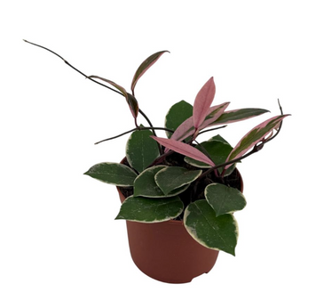 Hoya carnosa 'Flamingo Dream' 211 foto