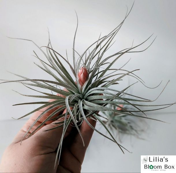Тилландсия &laquo;Сахарная вата&raquo; (Tillandsia 'Cotton Candy')  009 фото