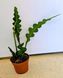 Epiphyllum anguliger 075 foto 1