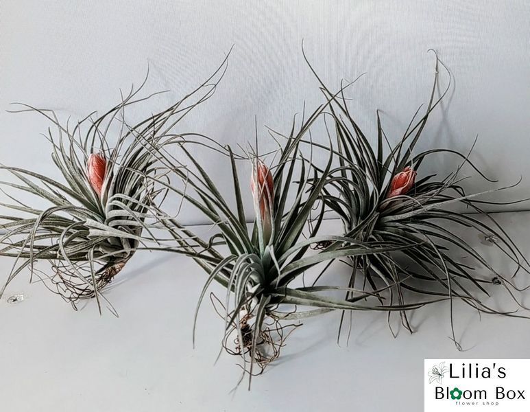 Тилландсия &laquo;Сахарная вата&raquo; (Tillandsia 'Cotton Candy')  009 фото