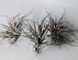 Тилландсия &laquo;Сахарная вата&raquo; (Tillandsia 'Cotton Candy')  009 фото 3