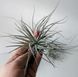 Тилландсия &laquo;Сахарная вата&raquo; (Tillandsia 'Cotton Candy')  009 фото 2
