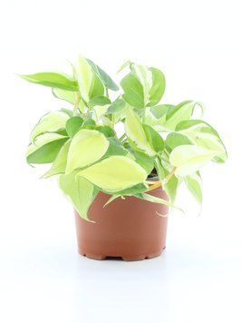 Filodendron scandens 'Rio' 266 foto