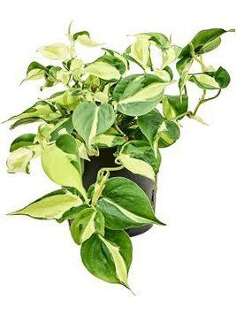 Filodendron scandens 'Rio' 266 foto