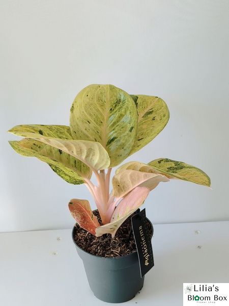 Aglaonema Apple Fantasy 080 foto
