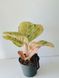 Aglaonema Apple Fantasy 080 foto 2