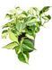 Филодендрон Рио (Philodendron scandens 'Rio') 266 фото 1