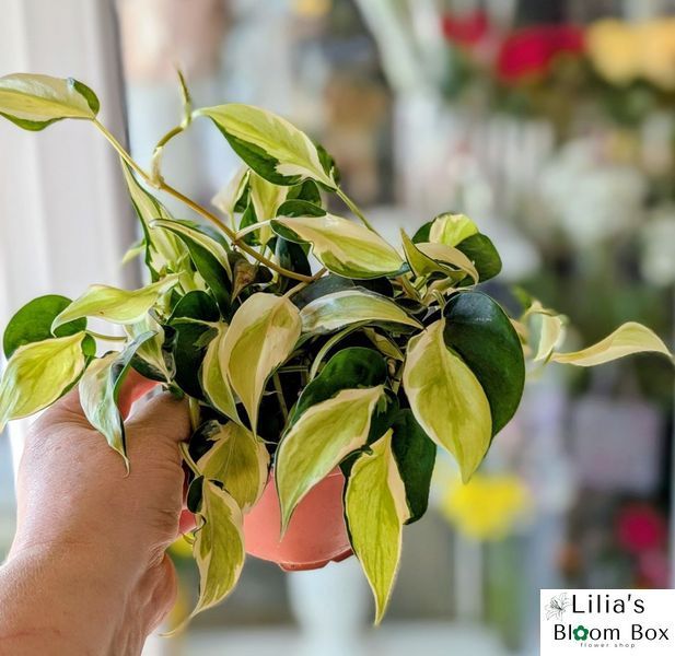 Филодендрон Рио (Philodendron scandens 'Rio') 266 фото